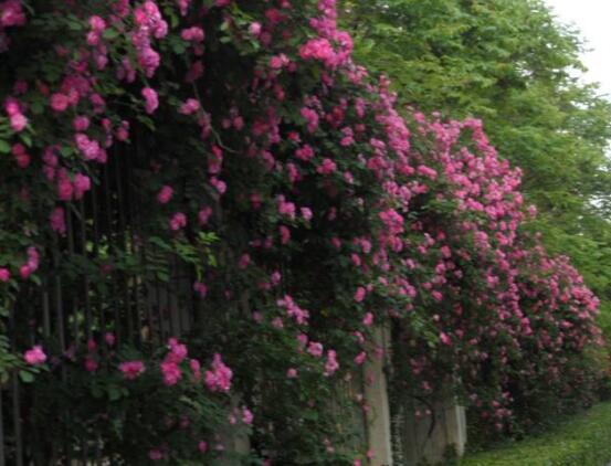 薔薇花花期，薔薇花在哪個(gè)季節(jié)開(kāi)"