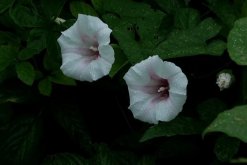 牽牛花和喇叭花一樣嗎，是同一種植物"