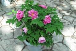 盆栽牡丹花的養(yǎng)殖方法，以下5點(diǎn)必不可少"