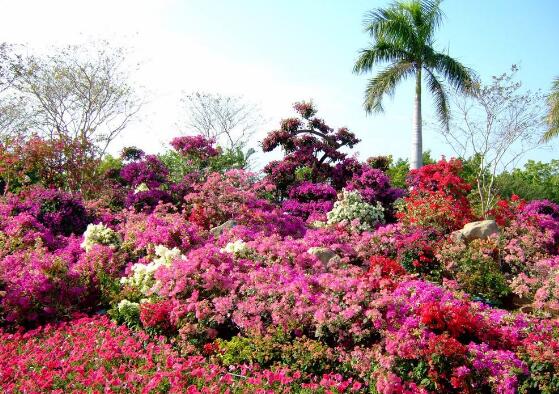 三角梅品種,細數(shù)三角梅最好看的八大品種"