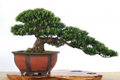 日本羅漢松的養(yǎng)殖方法，四個要點教你養(yǎng)日本羅漢松"