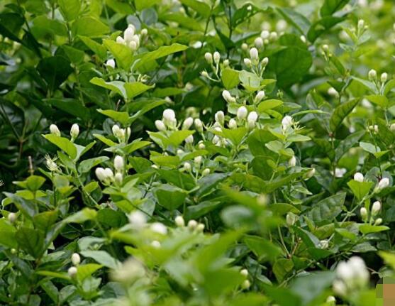 茉莉花的養(yǎng)殖方法和注意事項，老農(nóng)總結(jié)最實用八大養(yǎng)殖方法"
