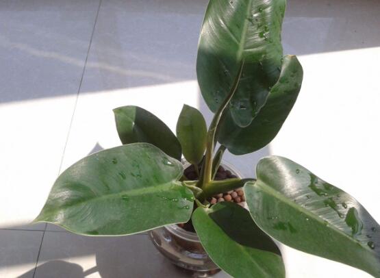 橡皮樹有毒嗎，橡皮樹能放在臥室嗎"