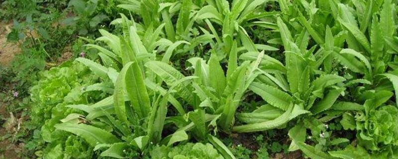 油麥菜生長溫度"