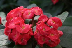 大花虎刺梅的養(yǎng)殖方法，5步教你養(yǎng)好大花虎刺梅"