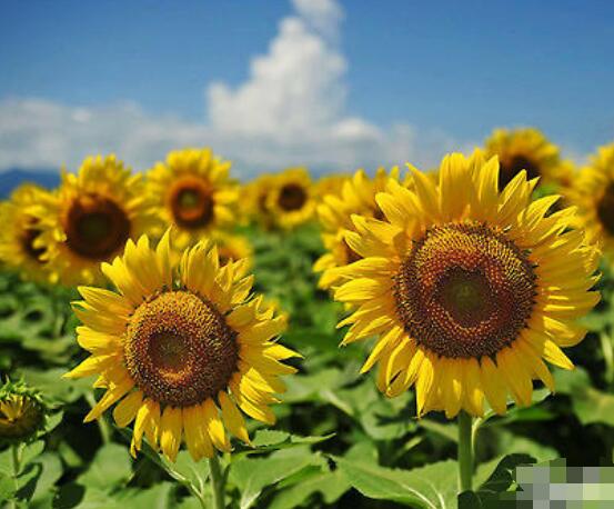 向日葵的花語和寓意，代表著沉默的愛、我的心永遠(yuǎn)追隨你"