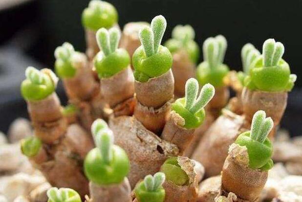 碧光環(huán)怎么繁殖，分播種和扦插兩種方法"