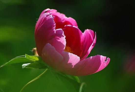 牡丹花為什么不能進(jìn)家門，生長(zhǎng)環(huán)境不適/風(fēng)水氣勢(shì)強(qiáng)大(危害性強(qiáng))"