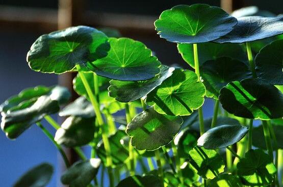 銅錢(qián)草放哪里招財(cái)，教你四個(gè)擺放最佳位置"