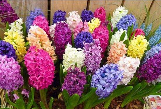 風(fēng)信子的花語(yǔ)，點(diǎn)燃生命之火，永遠(yuǎn)的懷念"