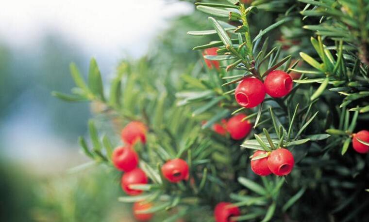 家里紅豆杉的風水禁忌，五行多木的人不適合養(yǎng)殖"