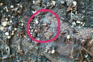 仙客來(lái)不長(zhǎng)葉子怎么辦，仙客來(lái)葉子不茂盛處理方法"