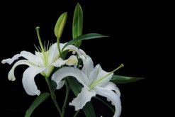 香水百合花期，每年4-7月都可以開花（花期為2個月）"