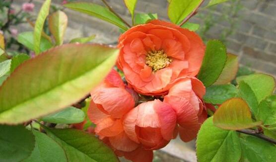 海棠花葉子發(fā)黃怎么辦，海棠花葉子發(fā)黃解決辦法"