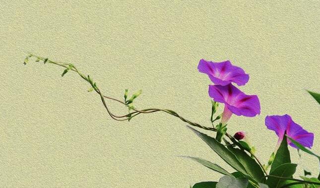 牽牛花怎么養(yǎng)才能爆盆，三種方法養(yǎng)出茂密的花朵"