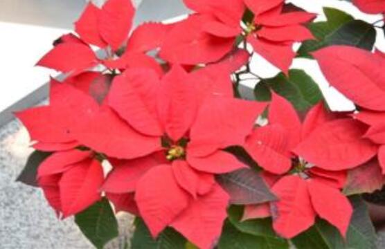 一品紅冬季怎么養(yǎng)，做好五個(gè)要點(diǎn)便可安然過(guò)冬