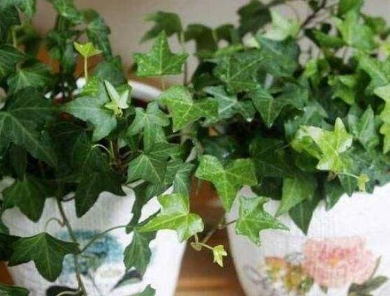 常青藤除甲醛嗎，每平方米可吸收甲醛1.48毫克"