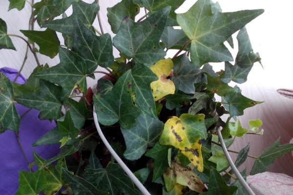 常春藤葉子干枯怎么辦，控水遮陰/除蟲(chóng)換盆"