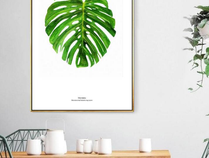 龜背竹多久澆一次水，不同的季節(jié)澆水的時(shí)間也不同"