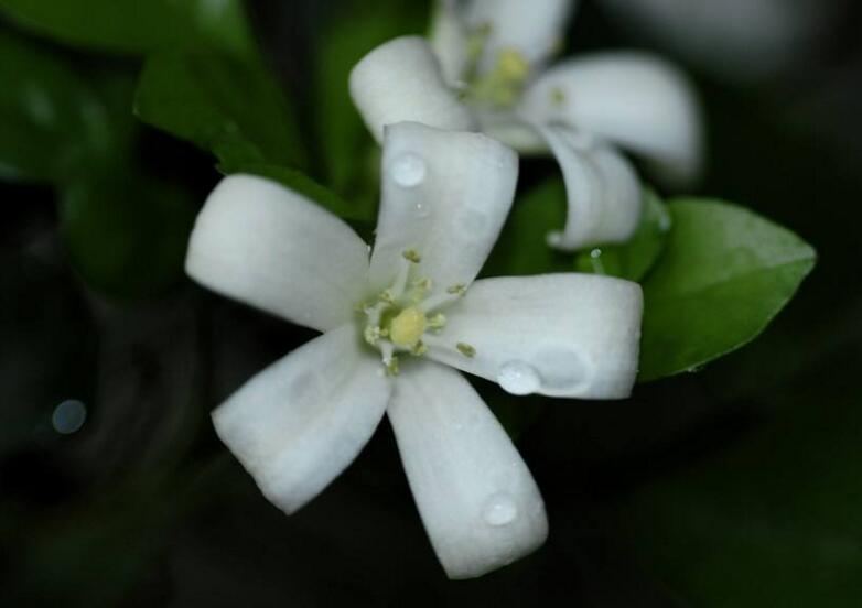 九里香花可以吃嗎，能吃/但是常被當(dāng)做藥物使用"