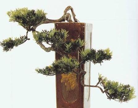 羅漢松最佳修剪時間，常年都可以進行修剪"