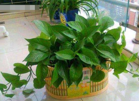 綠蘿需要施什么肥，以氮肥為主、鉀肥為輔(增施葉面肥)"