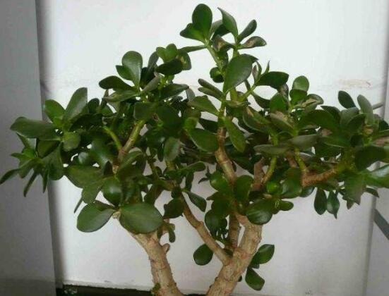 玉樹花幾年開花，掌握五大要點可年年開花"