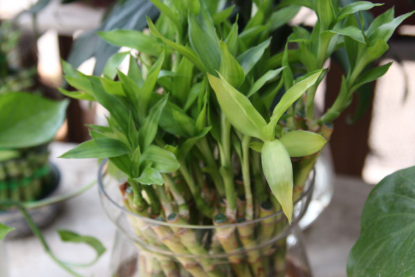 養(yǎng)富貴竹妙招，水培養(yǎng)殖的方法最棒"