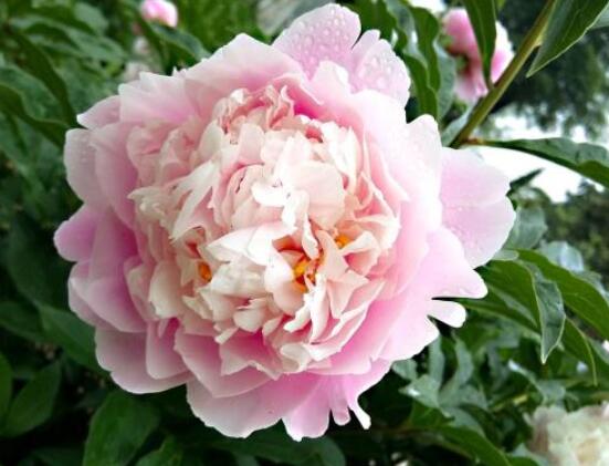 盆栽芍藥花的養(yǎng)殖方法，五個(gè)要點(diǎn)幫你生長(zhǎng)的青翠碧綠