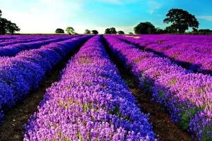 薰衣草有哪些品種，薰衣草品種圖片大全"