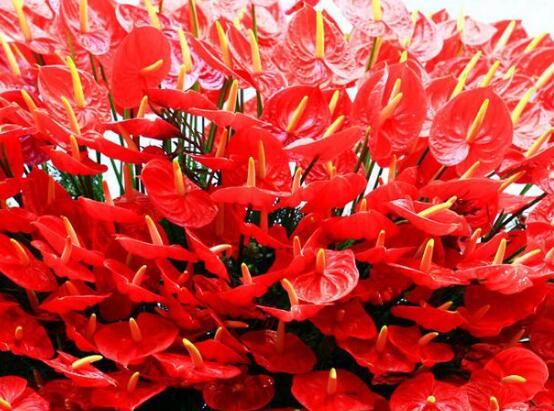 紅掌怎么繁殖，紅掌四大繁殖方法"