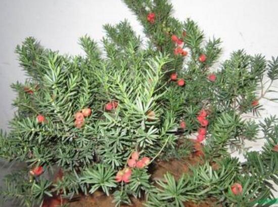 紅豆杉盆景怎么修剪，遵循兩點(diǎn)原則掌握六點(diǎn)方法"