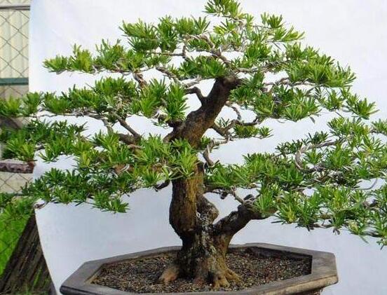 羅漢松盆景怎么摘心，修剪頂部的生長點(樹梢枝為10厘米最佳)"