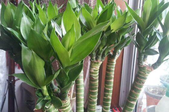 富貴竹怎么澆水，教你兩種最簡(jiǎn)單的好方法(土培與水培)"