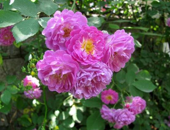 薔薇葉子發(fā)黃還能活么，薔薇花葉子發(fā)黃怎么辦"