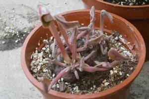 仙客來(lái)休眠期用澆水嗎，仙客來(lái)休眠期圖片"