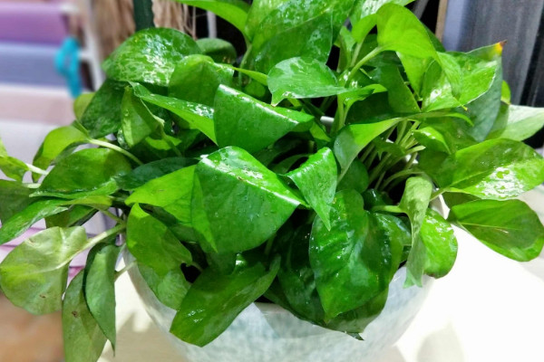 綠蘿的繁殖方法和注意事項(xiàng)，水培或土培扦插"