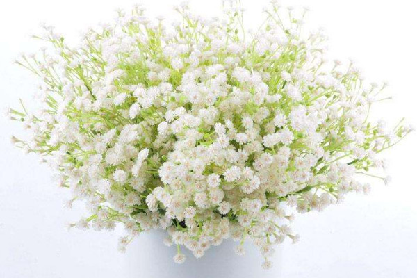 滿天星有幾種顏色，白色/粉色/玫瑰色等"