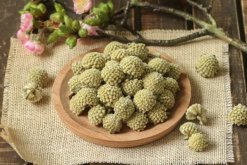 綠蘿花的功效與作用，可以降低三高"