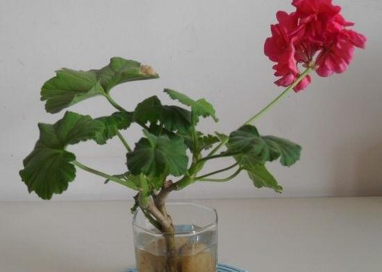 天竺葵夏天可以扦插嗎，可以/總結(jié)最簡(jiǎn)易四個(gè)步驟"