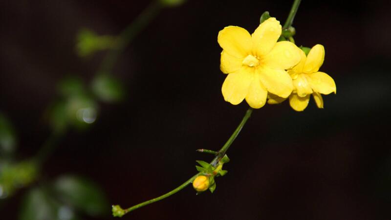 春天開(kāi)的花有哪些"