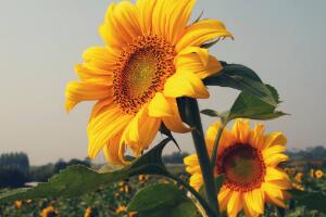 向日葵的特點是什么，向日葵為什么向著太陽"