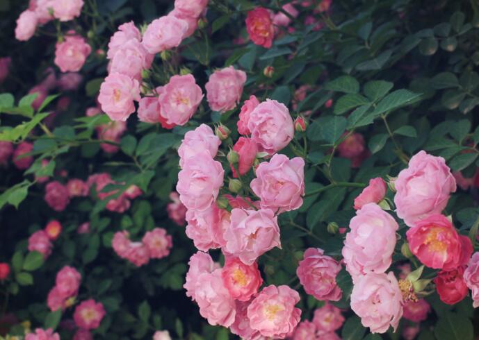 薔薇花怎么吃，可泡茶喝也可以煮魚湯一起吃"
