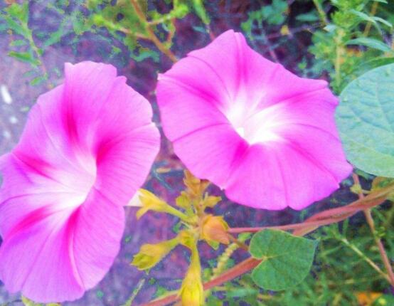 牽?；ǖ木袷鞘裁?，頑強(qiáng)不屈，努力拼搏，積極向上"