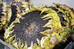 向日葵花盤煮水的功效，三大功效以及臨床應(yīng)用"