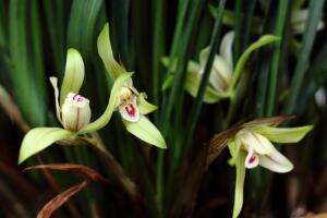 蘭花寓意及花語(yǔ)是什么，高貴典雅/樂(lè)觀積極/愛(ài)國(guó)"