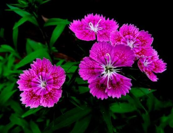 石竹和康乃馨的區(qū)別，三種辨別方法(株高/葉片/花序)"