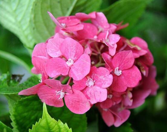 繡球花葉子蔫了耷拉了，教你三個(gè)解決辦法長(zhǎng)得綠意映然"