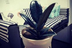 橡皮樹(shù)怎么移植，選擇透氣性較好的花盆很重要"