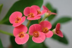 虎刺梅的扦插時(shí)間"